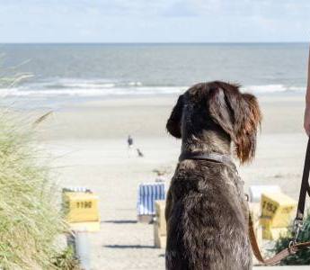 Urlaub mit Hund an der Nordsee |